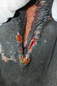 Image result for EQUINE COITAL EXANTHEMA (ECE)